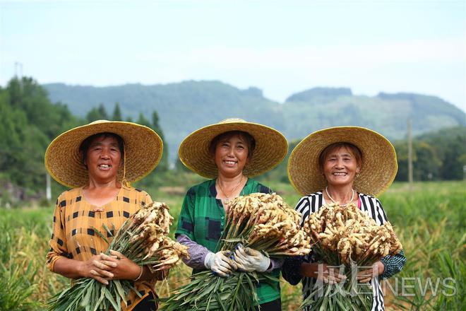 致富创业姜种植_致富种植姜创业方案_种植姜挣钱吗
