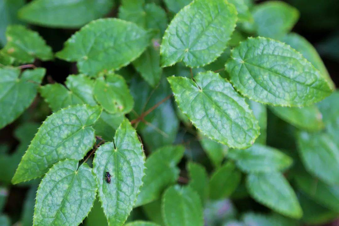 猪苓种植致富_种植猪苓技术_致富种植猪苓视频
