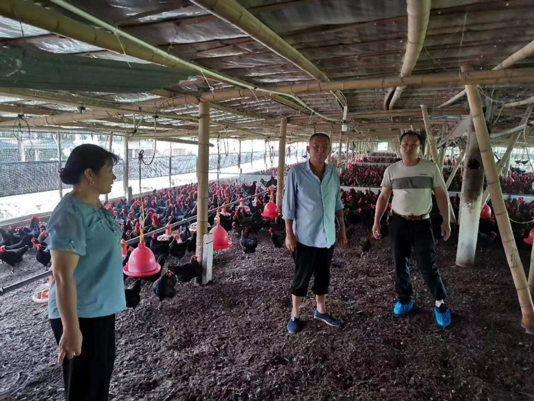 千万金鸡嗨靓“徐家桥”