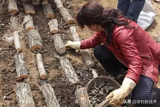 致富种植猪苓怎么样_种植猪苓市场前景怎样_猪苓种植致富