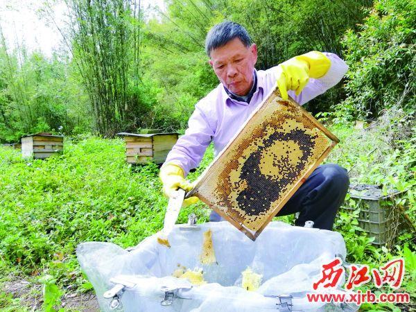 72岁养蜂人的致富经——封开退休干部杨金明带领村民增收