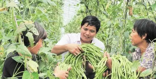 农广天地种植豆角技术视频_长豆角的种植技术与视频_长豆角种植技术视频
