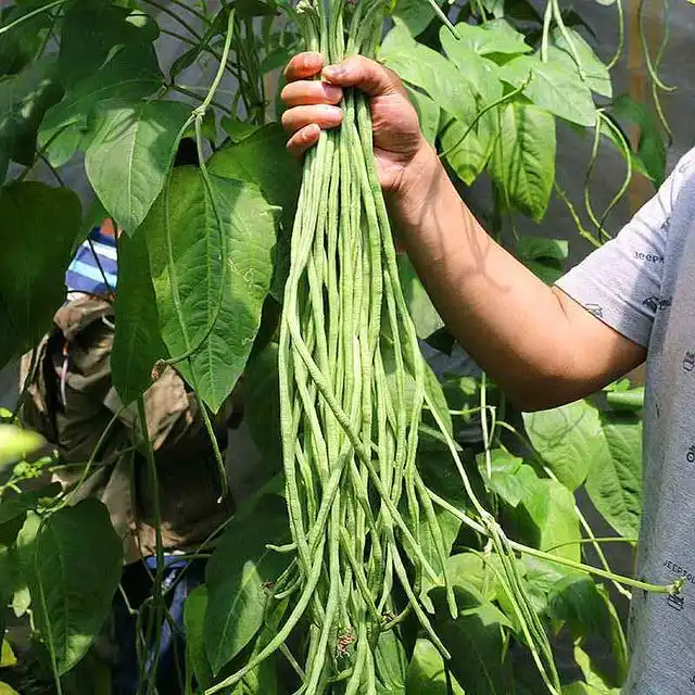 农广天地种植豆角技术视频_长豆角的种植技术与视频_长豆角种植技术视频