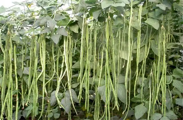 长豆角种植技术视频_长豆角的种植技术与视频_农广天地种植豆角技术视频