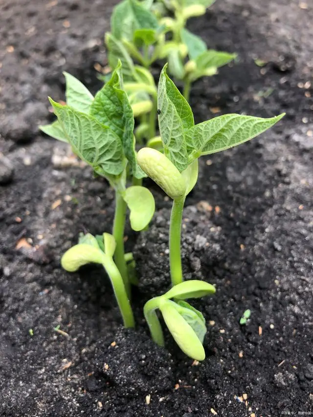 种长豆角的视频_农广天地种植豆角技术视频_长豆角种植技术视频