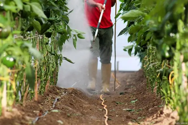 长豆角种植技术视频_农广天地种植豆角技术视频_种长豆角的视频