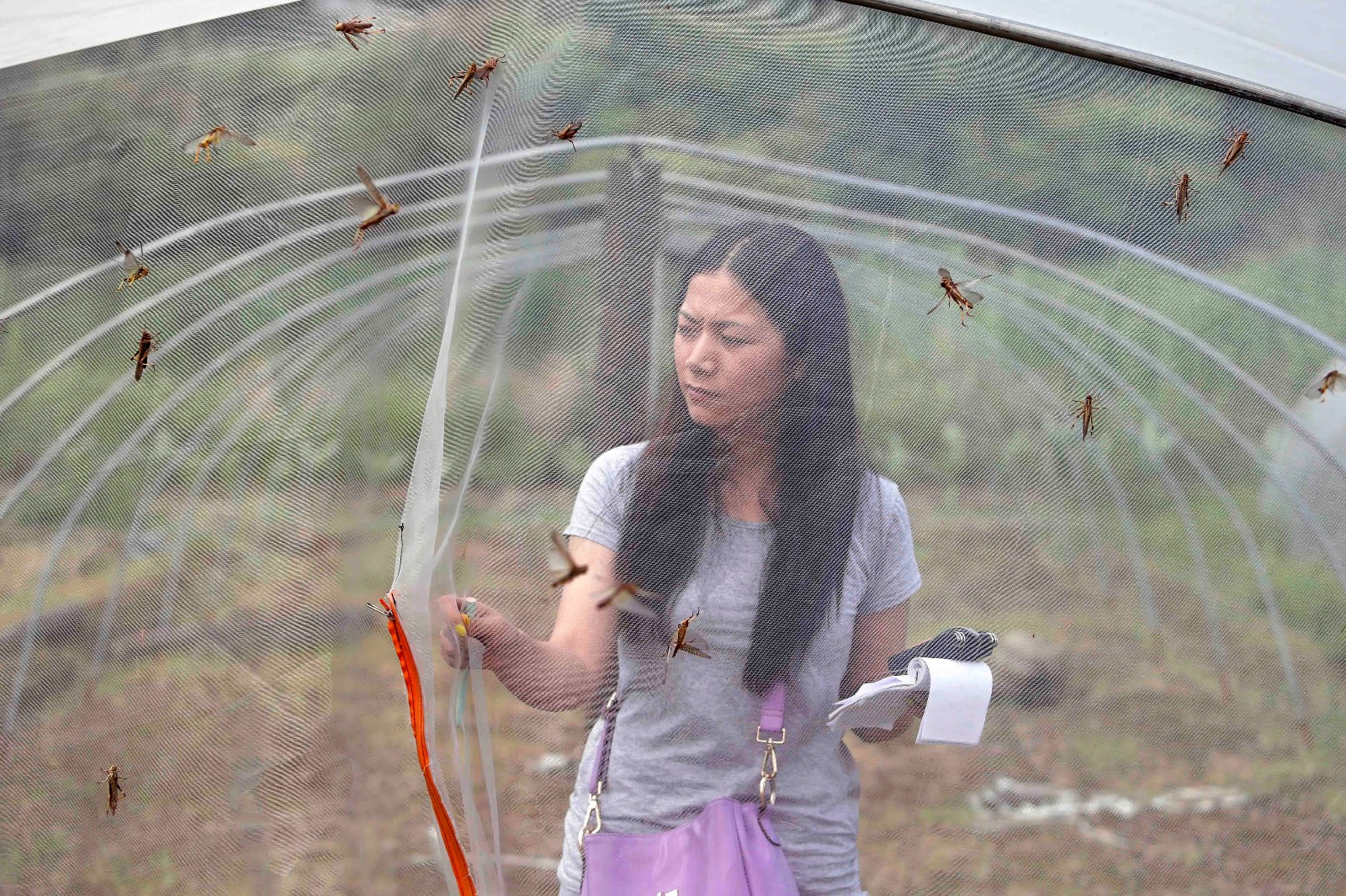 致富经蚂蚱_cctv7致富经蝗虫_致富经蝗虫
