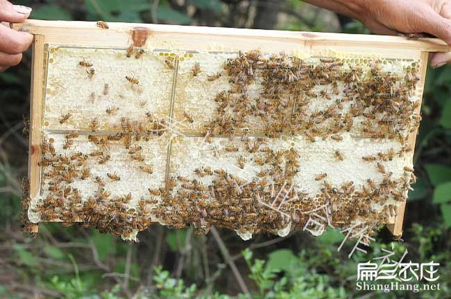 云南蜜蜂养殖工具(丽江大理昆明蜂巢蜜批发价格)