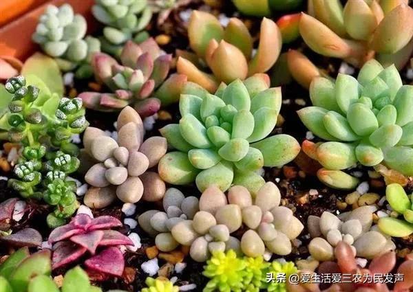 海外种植致富项目_致富海外种植项目有哪些_国外致富项目