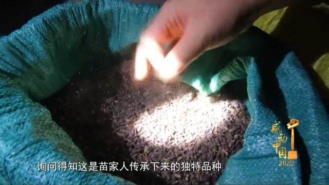 紫珠养殖_广东紫珠种植效益_紫珠种植致富项目