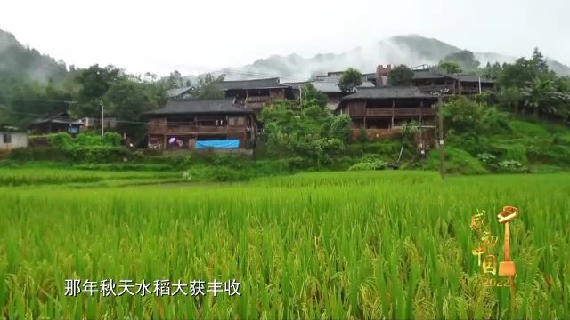 紫珠种植致富项目_广东紫珠种植效益_紫珠养殖
