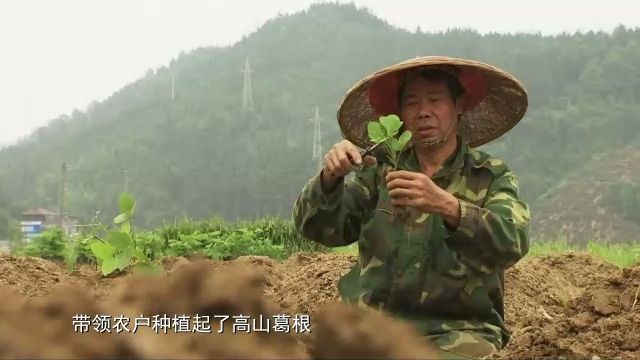 紫珠种植致富项目_广东紫珠种植效益_紫珠养殖
