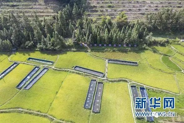 贵州台江：奏响“三农”共富曲 绘就乡村新画卷