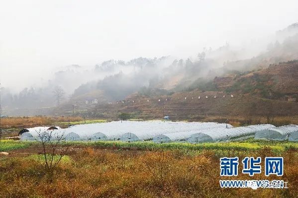 菊花助农脱贫_种植菊花脱贫致富_种植菊花有补贴吗