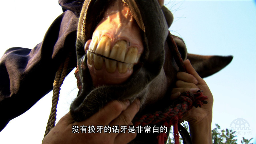 央视7致富经养驴视频_致富经养驴创业故事_养驴的视频