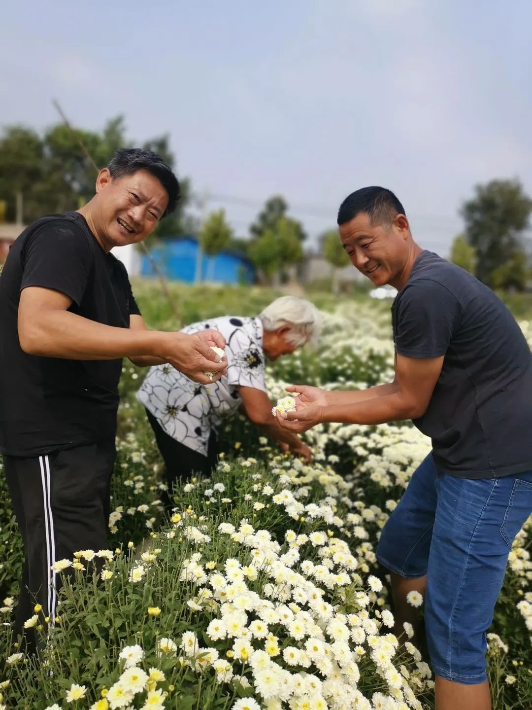 菊花种植效益_种植菊花有补贴吗_种植菊花脱贫致富