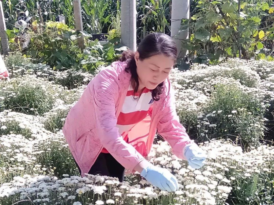 种植菊花有补贴吗_种植菊花脱贫致富_菊花种植效益