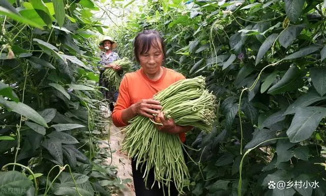 豆角种植视频教程_长豆角种植技术视频_农广天地种植豆角技术视频