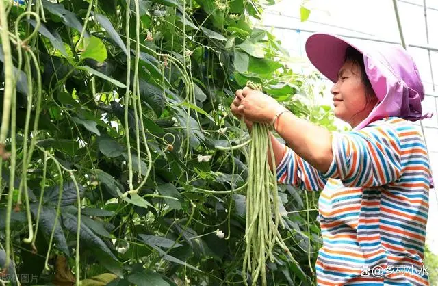 农广天地种植豆角技术视频_豆角种植视频教程_长豆角种植技术视频