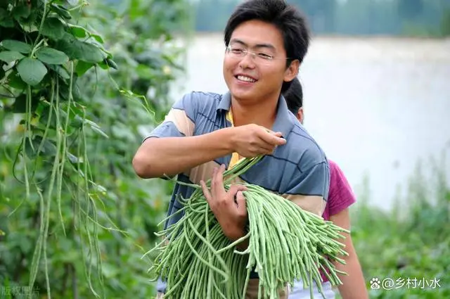 豆角种植视频教程_农广天地种植豆角技术视频_长豆角种植技术视频