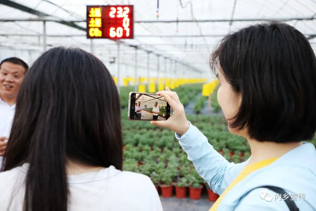种植菊花脱贫致富_菊花助农脱贫_种植菊花有补贴吗