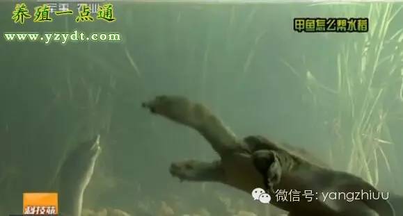 稻鳖鱼虾养殖技术_稻鳖虾鱼生态养殖_稻田养鳖技术