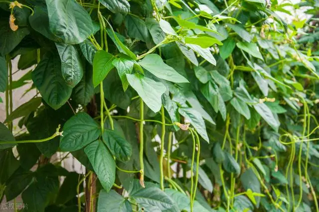 怎样种豆角才高产视频_长豆角种植技术视频_长豆角的种植技术与视频