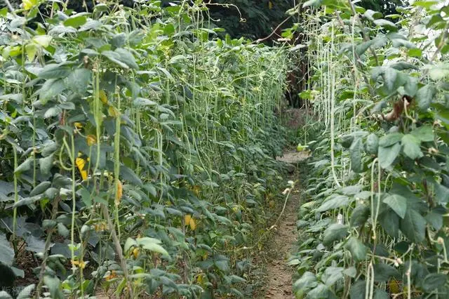 长豆角种植技术视频_长豆角的种植技术与视频_怎样种豆角才高产视频