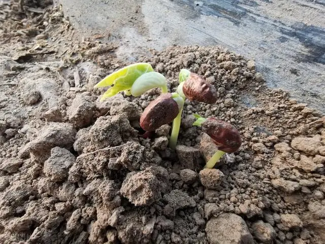 怎样种豆角才高产视频_长豆角的种植技术与视频_长豆角种植技术视频