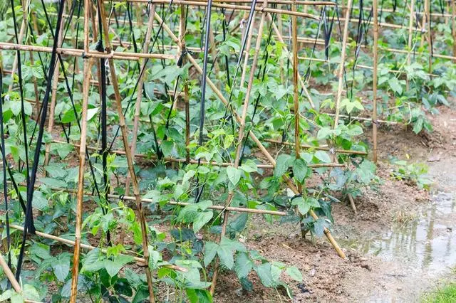 长豆角种植技术视频_长豆角的种植技术与视频_怎样种豆角才高产视频