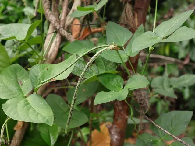 怎样种豆角才高产视频_长豆角的种植技术与视频_长豆角种植技术视频