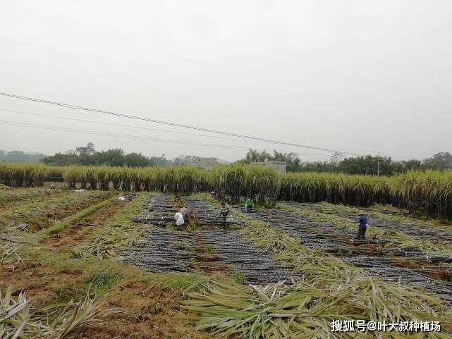 不懂得甘蔗的种植技术，甘蔗长不好还很细该怎么办呢？大叔告诉你