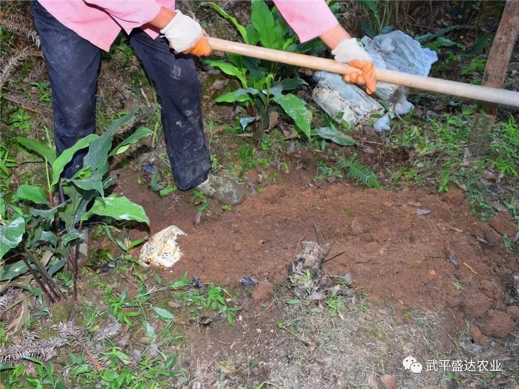 紫珠种植致富项目_广东紫珠种植效益_紫珠种植技术
