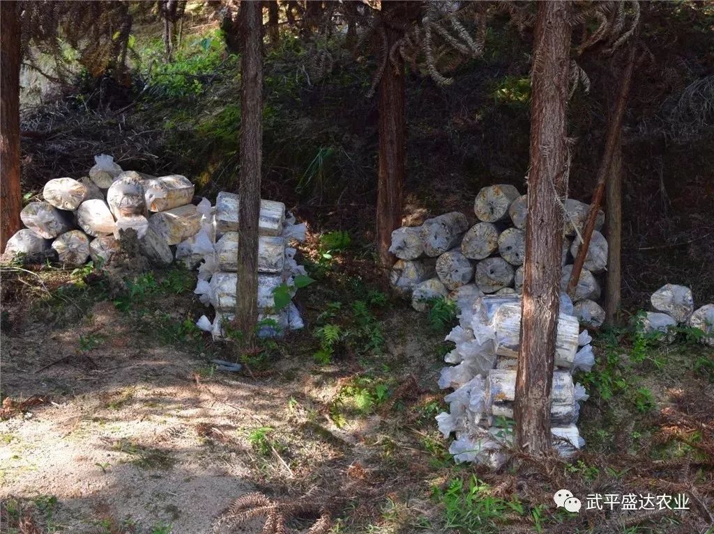 紫珠种植技术_广东紫珠种植效益_紫珠种植致富项目