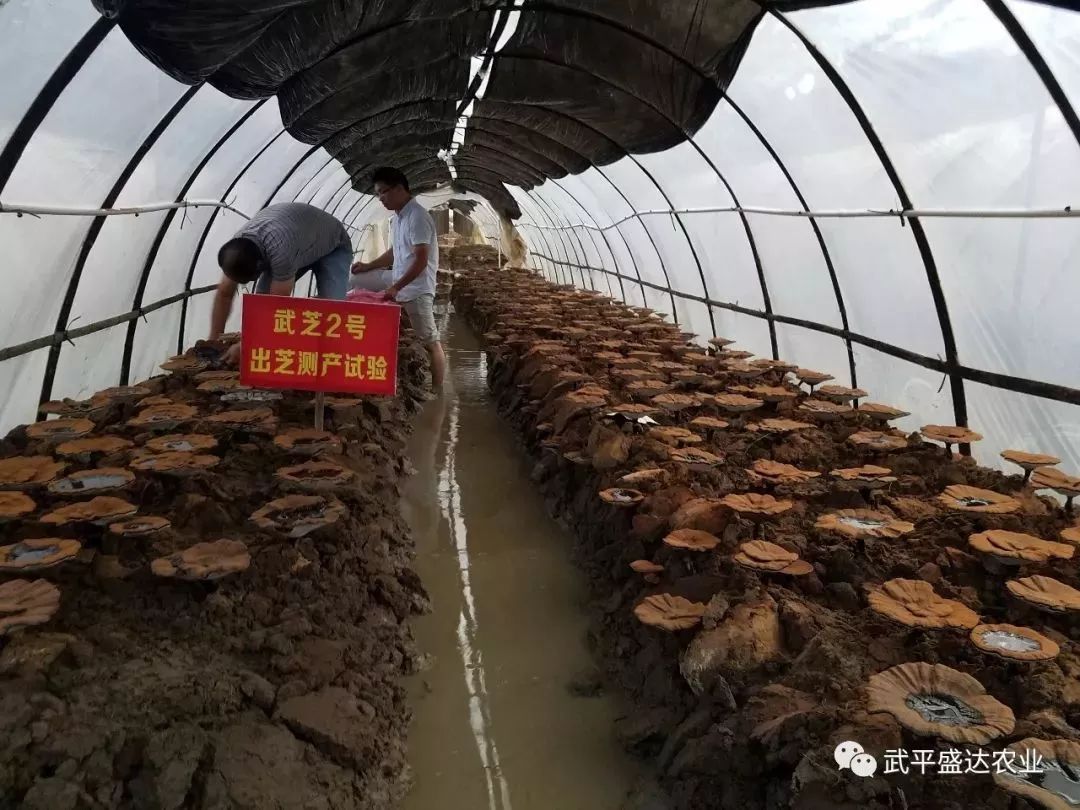 紫珠种植致富项目_广东紫珠种植效益_紫珠种植技术