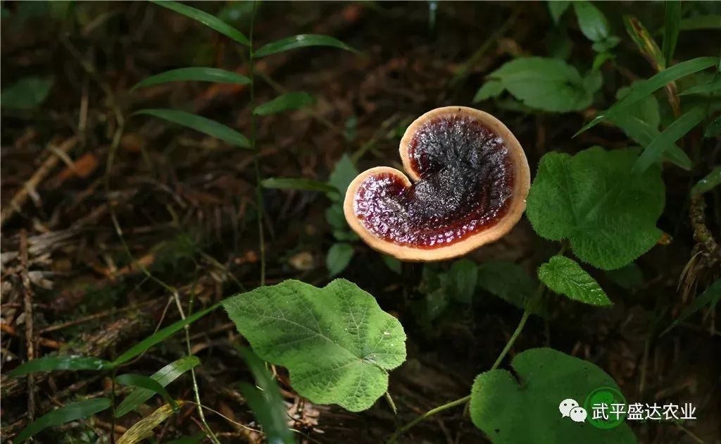 紫珠种植技术_紫珠种植致富项目_广东紫珠种植效益