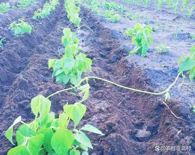 长豆角种植技术视频_种长豆角的视频_农广天地种植豆角技术视频