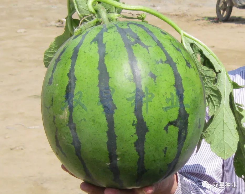 西瓜露地种植技术_西瓜露地栽培_西瓜的露地种植技术