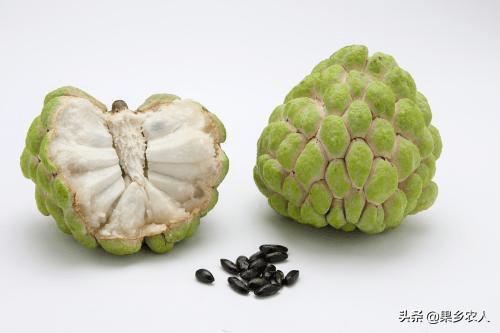 种植释迦果的注意事项_释迦果种植条件和区域_释迦果种植技术
