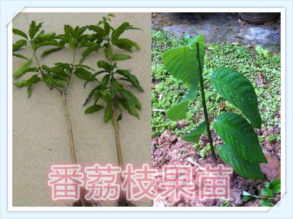 种植释迦果的注意事项_释迦果种植技术_释迦果种植条件和区域