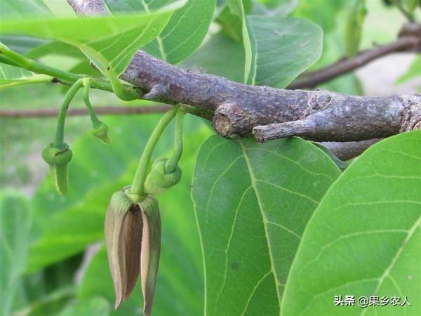 释迦果种植技术_种植释迦果的注意事项_释迦果种植条件和区域