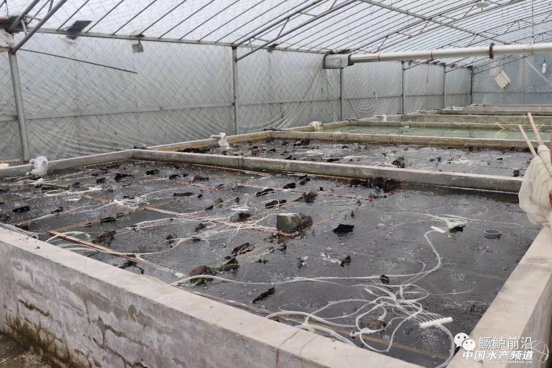 鲈鱼孵化养殖技术_鲈鱼孵化技术视频_孵化养殖鲈鱼技术视频