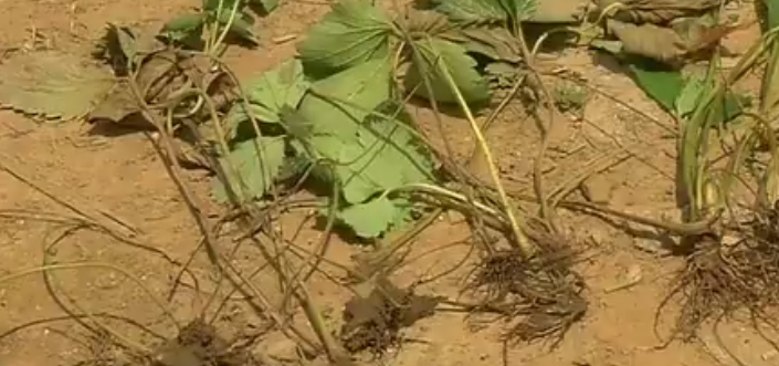 预防和治疗草莓大面积死棵的办法