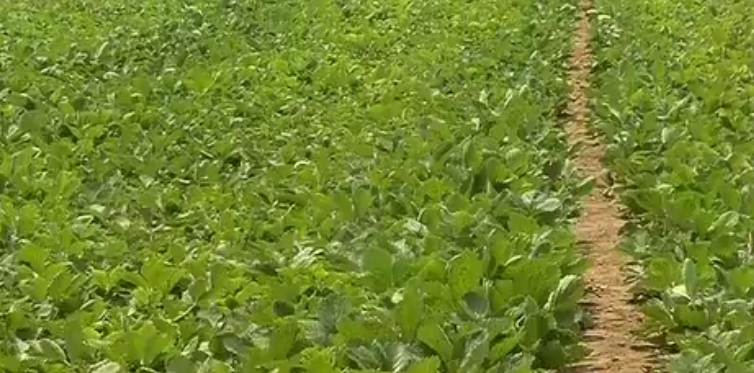草莓苗