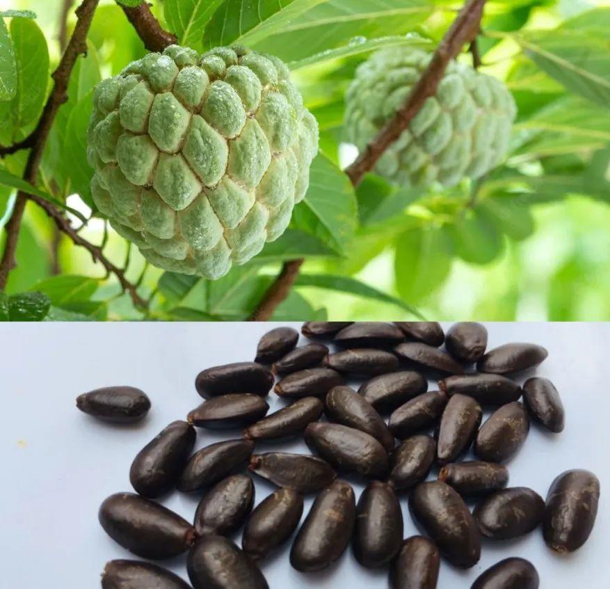 释迦果种植技术视频_释迦果种植技术_种植释迦果的注意事项
