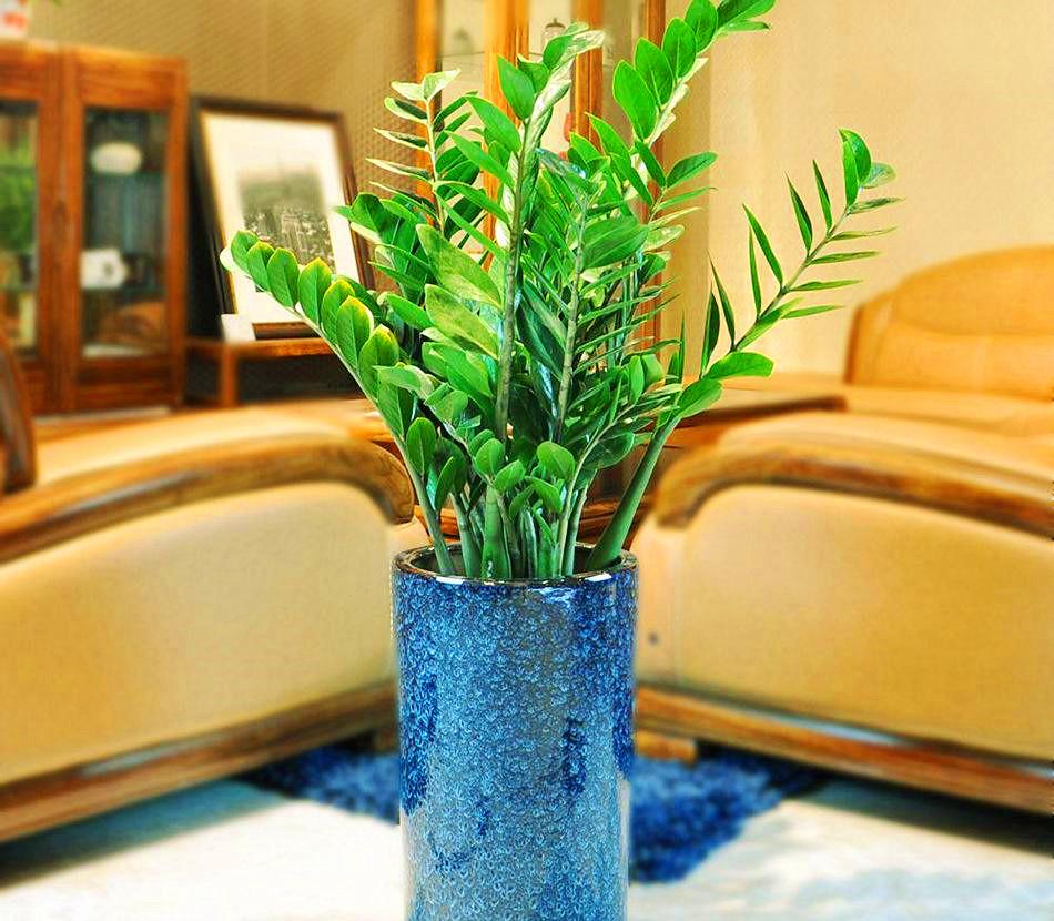 金钱树种植方法步骤视频_金钱树的种植技术_金钱树的种植方法视频