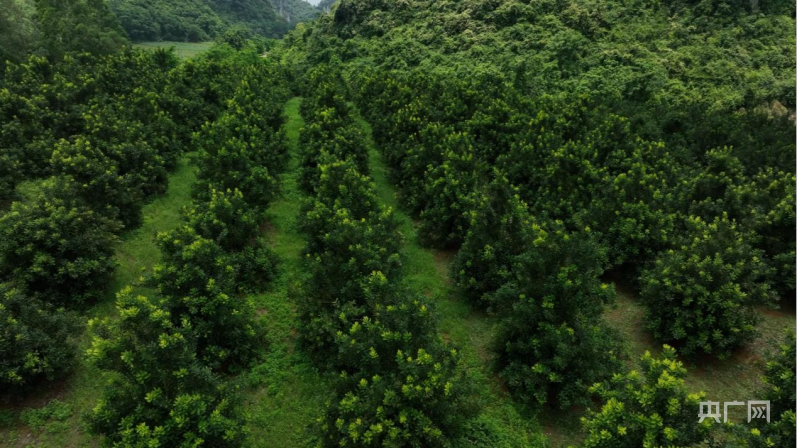 在广西种植什么有前景_广西农村种植致富_广西山区种植什么致富
