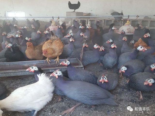 珍禽养殖致富新闻_致富养殖信息_珍禽养殖国家有补贴吗