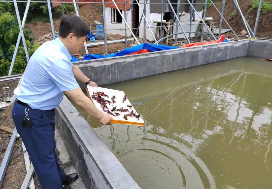 蛟河市新站镇六家子村温室小龙虾养殖项目投产运行