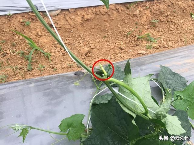 家庭丝瓜的种植技术_种植丝瓜家庭技术与管理_种植丝瓜的步骤